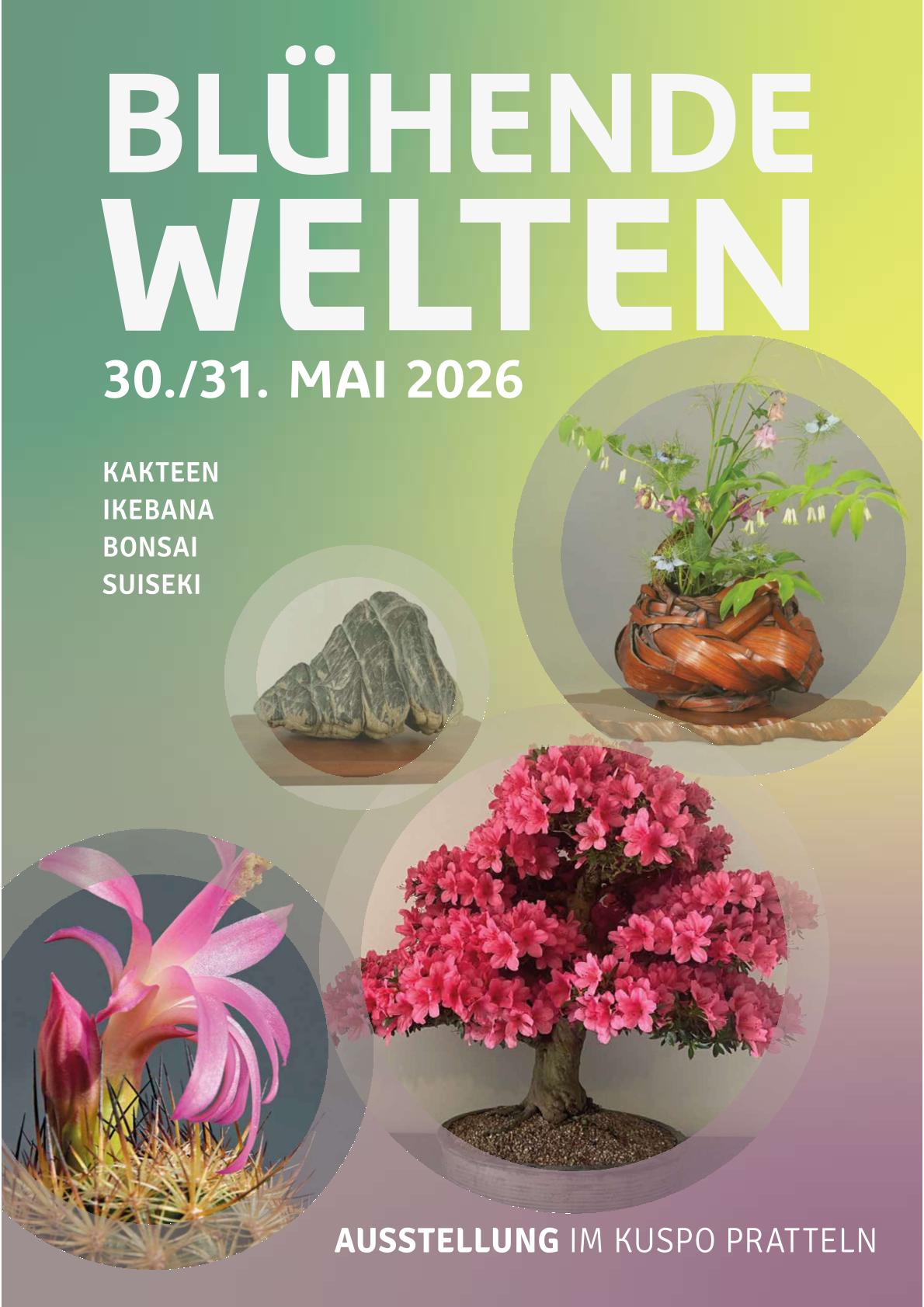 hellweg bonsai Bonsaiwonder | Zelkova Dai main image 1